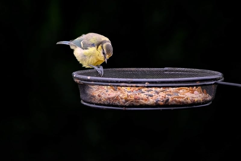 Handmade Bird Feeder