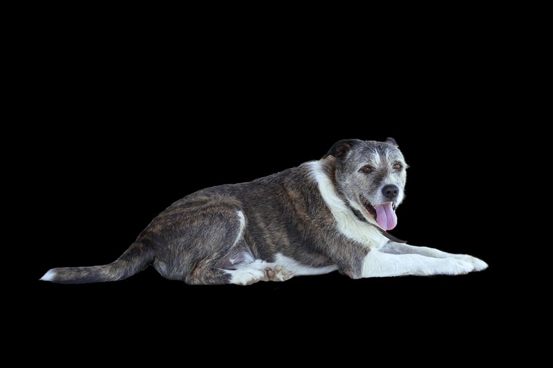 Animal Shelters and Rescue Centers